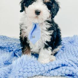 Bart - Tri-color male Bernedoodle puppy in Otisville, Michigan from Danie’s Darling Doodles LLC