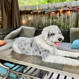 Assorted Doodle Crosses, Aussiedoodle, Bernedoodle, Goldendoodle, and Sheepadoodle All Grown Up from Happy Top Doodles