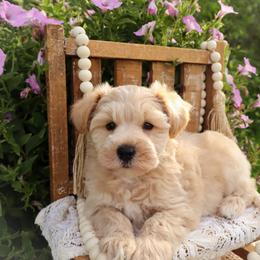 Miniature Schnauzer and Poodle Puppies from Crystal Rose Canines