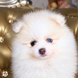 Celin - Cream female Pomeranian puppy in Kennedale, Texas from Puppiesnat