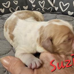Suzie - Sable female Goldendoodle puppy in Kansas City, Missouri from Poppy's Doodles