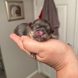 Shih Tzu puppies from Darla’s Furever Shih Tzu