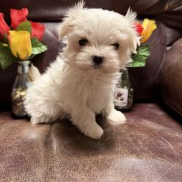 Girl 1 - White female Maltese puppy in Cascade, Iowa from Ani's Midwest Maltese