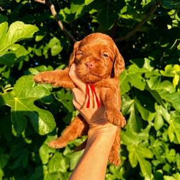 Belle - Red female Cockapoo puppy in Millville, California from Hope Lane Kennels