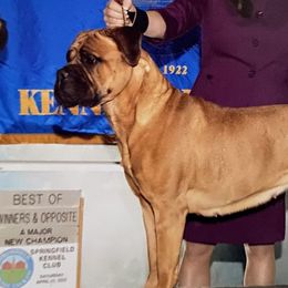 Bullmastiffs from Wachter’s Bullmastiffs