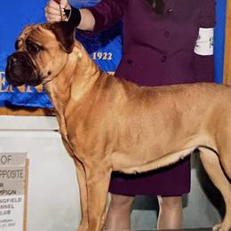 Bullmastiffs from Wachter’s Bullmastiffs