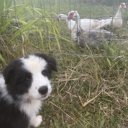 Girl 1 - Black Border Collie puppy in Hawaii from Blue Ginger Border Collies