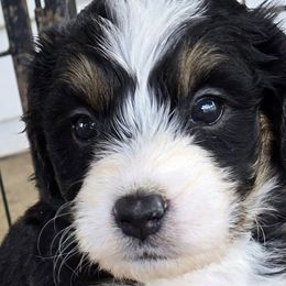 Bernedoodles and Goldendoodles from Shari's TN Doodles & More