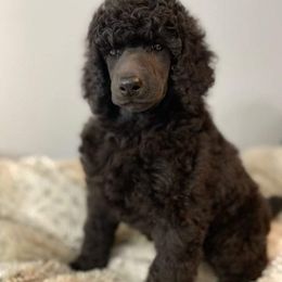 Poodle and Silken Windhound Puppies from Valora Poodles