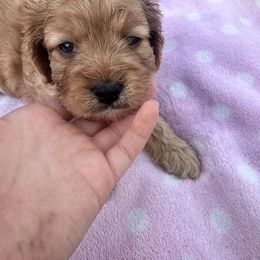 Cavalier King Charles Spaniel and Cavapoo Puppies from Cavalier Girls