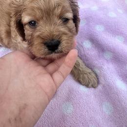 Cavalier King Charles Spaniel and Cavapoo Puppies from Cavalier Girls