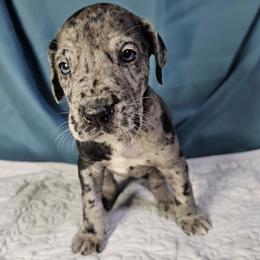 Wanda - Merle Great Dane puppy in Jerusalem, Arkansas from Mara Danes