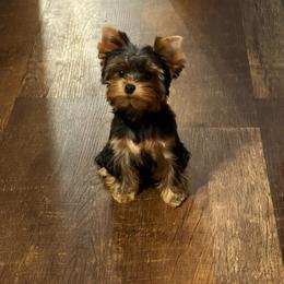 Yorkshire Terrier Puppies from Diamond in a Rough Yorkies