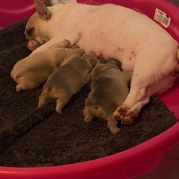 Baby - French Bulldog