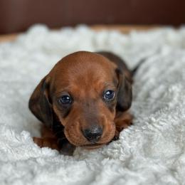 Aramis - Red male Dachshund puppy in Crystal, Michigan from Mare-Bella Smoothcoat Edition