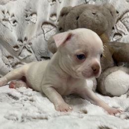 Amos - Seal brindle and white male Boston Terrier puppy in Peru, Indiana from Angie's Little Bostons And Frenchies