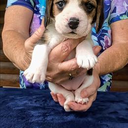 Percy Grace - Black tan and white female Beagle puppy in Jerome, Missouri from Beam's Beagles