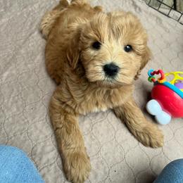 Biscuit - Red  male Goldendoodle puppy in Ottawa, Ohio from Simply Beautiful Goldendoodles