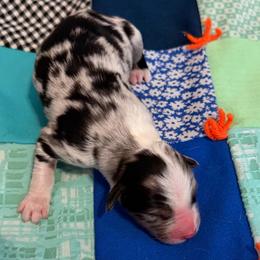 Frost - Blue merle male Australian Shepherd puppy in Harrah, Oklahoma from Kamm's Aussies