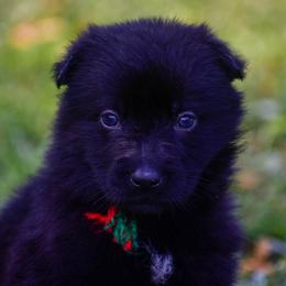 Black girl - Black female German Shepherd puppy in Clarkrange, Tennessee from Vom Wolff