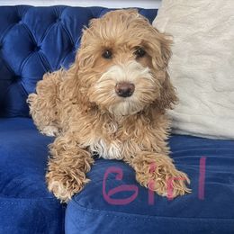 Pumpkin - Red Australian Labradoodle puppy in Palmdale, California from Multigen Labradoodles