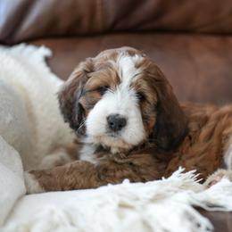 Caramel - Sable female Bernedoodle puppy in Delta, Pennsylvania from KEE Bernedoodles