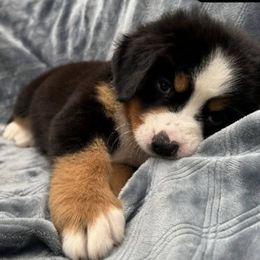 Toy Australian Shepherds from Liana’s Toy Aussies