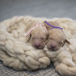 Bernedoodle and Goldendoodle Puppies from Gold Diamond Pup