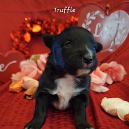 CARAMEL TRUFFLE - Black tri-color female Australian Shepherd puppy in Salem, Arkansas from Patchwork Kennels