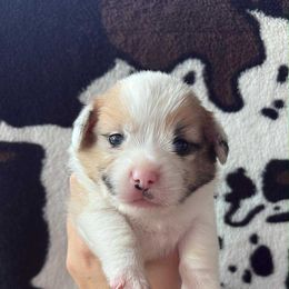 Pongo - Red and white male American Corgi puppy in Springfield, Missouri from Taylor’s Corgis