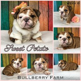 Bulldog Puppies from Bullberry Farm