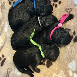Edith - Black female Poodle puppy in Ardmore, Oklahoma from The Poodles of Green Acres