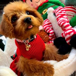 Ginger - Red female Maltipoo puppy in Sugar Land, Texas from Celebrity Maltipoos