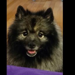 Twinkle - Keeshond