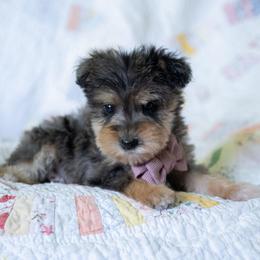Rick Strike - Merle male Schnoodle puppy in Grove, Oklahoma from Grand Lake Poodles & Doodles