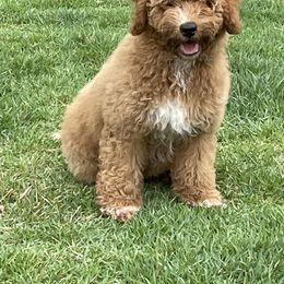 Dwight - Phantom Bernedoodle puppy in Arab, Alabama from ConkleDoodlePoos
