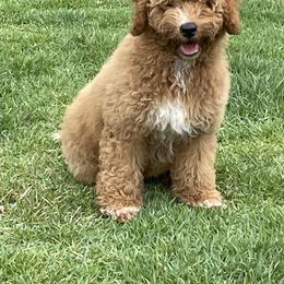 Dwight - Phantom Bernedoodle puppy in Arab, Alabama from ConkleDoodlePoos