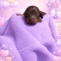 Stella - Chocolate and tan female Dachshund puppy in Los Angeles, California from One Love Doxies