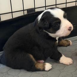 Pink collar - Black tri female Miniature American Shepherd puppy in Pueblo West, Colorado from Bear River Ranch LLC