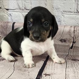Bella - Piebald female Dachshund puppy in Anaconda, Montana from Williams Family Dachshunds