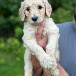 Red - Cream female Goldendoodle puppy in Ranger, Georgia from Muscadine Meadows Poodles and Doodles