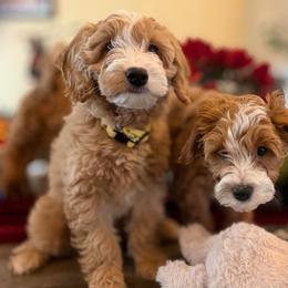Tonks (Yellow Collar) - Red  male Goldendoodle puppy in Portland, Oregon from Smith Family Doodles