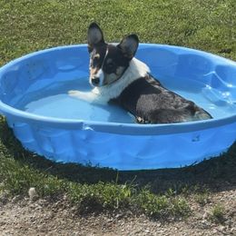 Sugar - American Corgi
