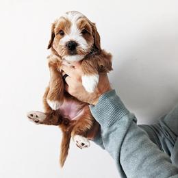"Toto" Australian Labradoodle Puppies from HoneyPeaks Australian Labradoodles