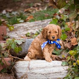 Goldendoodle Puppies from Dean Doodles