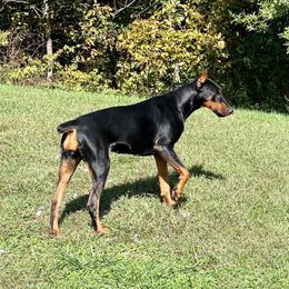 Athena - Doberman Pinscher