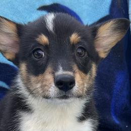 American Corgis and Pembroke Welsh Corgis from Sws Corgis