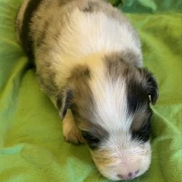 Ryan - Blue merle male Australian Shepherd puppy in Hammond, Louisiana from Gold Ring Australian Shepherds