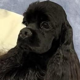 Cocker Spaniel All Grown Up from April Stich