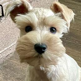 Montana - Miniature Schnauzer